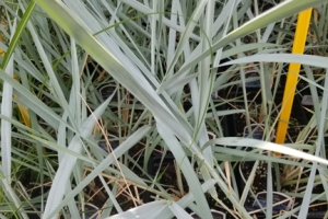 Grass Leymus 'Blue Dune' 